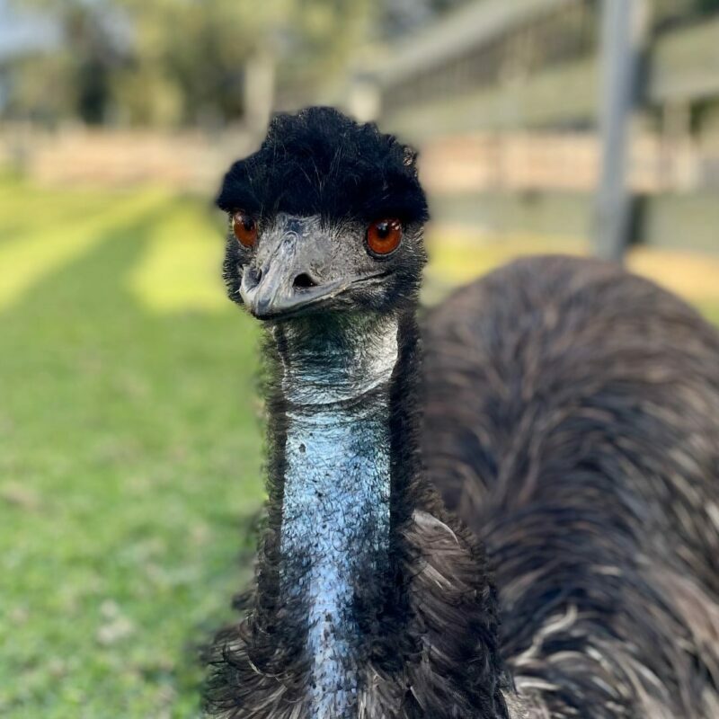 Emu Ollie 5270